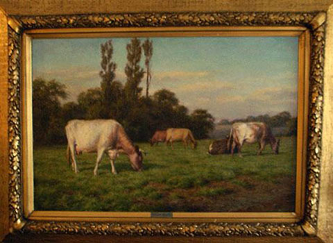 Shorthorn cattle in Summer Pastures - Yorkshire