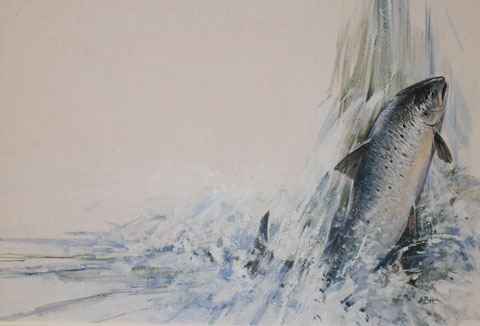 A Salmon Climbing a Waterfall