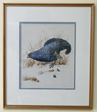 Capercaillie