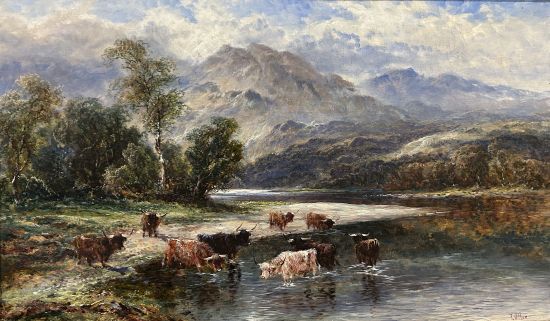 Highland cattle in a river