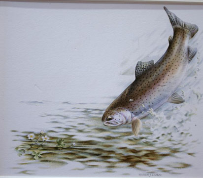 Rainbow Trout