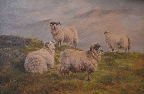 Sheep on a Moorland