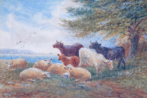 Sheep and Shorthorns