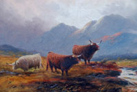 Highland Cattle