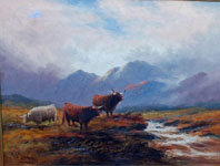 Highland Cattle