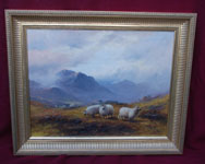 Sheep in the Highlands