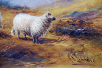 Sheep in the Highlands