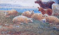 Sheep and Shorthorns